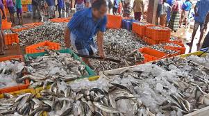 பேலிய கொடை மீன் சந்தை இன்று முதல் திறப்பு!