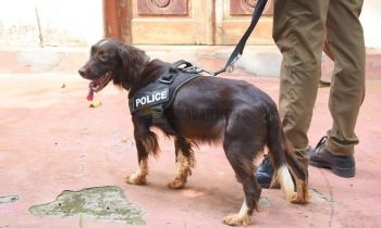 டெங்கு நுளம்புகள் உருவாகக்கூடிய இடங்களை கண்டறிவதற்கு மோப்ப நாய்களை பயன்படுத்த   தீர்மானம்.
