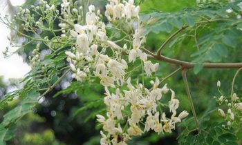 முருங்கை பூ…!!