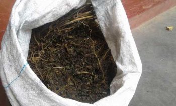 மருதானை பகுதியில் 52 கிலோ கிராமுக்கும் அதிகமாக கேரள கஞ்சா மீட்பு!