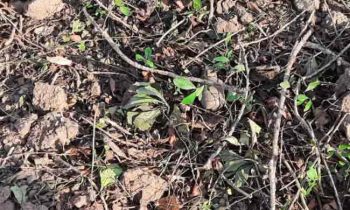 கிளிநொச்சியில் 7 கைக்குண்டுகள் அடையாளம்!