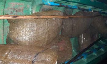 யாழில்  ஒரு தொகை மஞ்சள் மீட்பு!