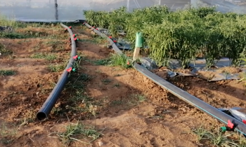 வட்டமடு பகுதியில்  மிளகாய், கறிமிளகாய் அமோக விளைச்சல்!