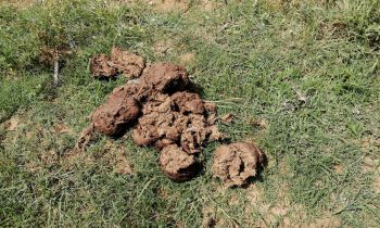 பத்தினிபுரத்தில் காட்டு யானை தொல்லையால் பயிர் நிலங்களுக்கு பலத்த சேதம்.