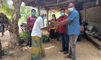 மஞ்சள் கன்றுகள் வழங்கி வைப்பு!