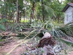 காட்டு யானையின் தாக்கத்தால் பலத்த சேதம்-மக்களை கவலை.