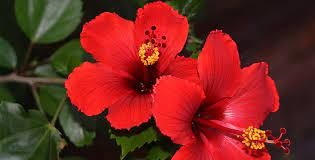 செம்பருத்தி…!!