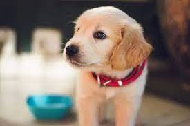 நாயை திருடிய  குற்றச்சாட்டில் இரு நபர்கள் அதிரடிக் கைது!