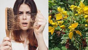 கூந்தல் நன்கு வளர ஆவாரம் பூ…!!