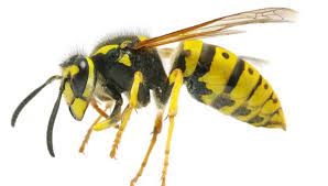 குளவிக் கொட்டுக்கு இலக்காகி  14 பேர் வைத்தியசாலையில் அனுமதி!