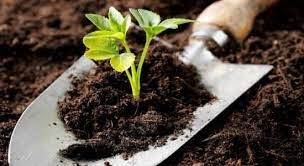 சேதனப் பசளையை இறக்குமதி செய்ய தடை!