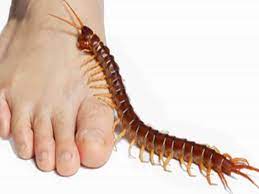 பூரான் கடித்தால் அதன் விஷம் குறைவதற்கு….!!!