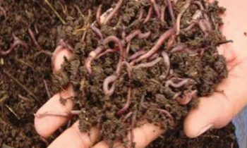 சேதனப் பசளையை இறக்குமதி செய்ய அமைச்சு அனுமதி!