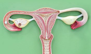 கர்ப்பப்பை புழு வெளியேற வேப்பிலை……!!!