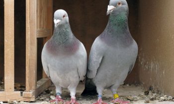 கோவிலில் புறா எதற்கு…!!