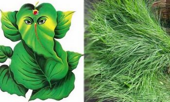 விநாயகருக்கு அர்ச்சனை செய்ய உகந்த இலைகள்…!!