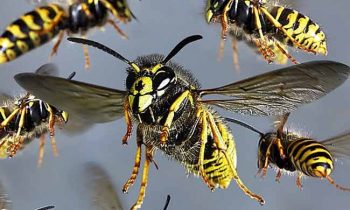 நோர்வூட் பகுதியில் குளவிக் கொட்டுக்கு இலக்காகி 18 பேர்  பாதிப்பு!