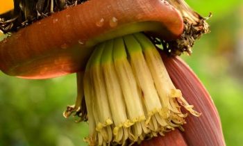 வாழைப்பூவின் மருத்துவ பயன்…!!