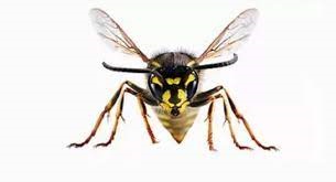 ஐவர் குளவிக் கொட்டுக்கு  இலக்காகி வைத்தியசாலையில்!