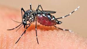 இலங்கையில் அதிகரித்து வரும் டெங்கு தொற்றாளர்கள்.