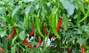 வட்டமடு பிரதேசத்தில் விவசாயி ஒருவரின் பண்ணையில் மிளகாய் அறுவடை.