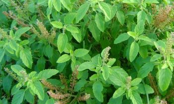 உடலில் உள்ள நச்சுத்தன்மையை நீக்கும் சக்தி கொண்ட துளசி…!!