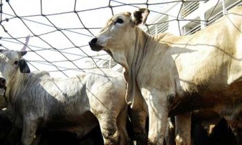 21 மாடுகளை கடத்திச் சென்ற நபர்களுக்கு நேர்ந்த கதி.