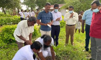 200 ஏக்கர் பரப்பளவில் மரமுந்திரிகை பயிர்ச் செய்கை.