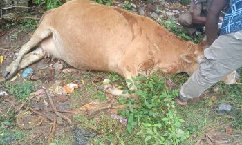 கர்ப்பிணி பசு சித்திரிவதை செய்து கொடூரமாக தாக்கி உயிரிழக்கச் செய்து வைப்பு.