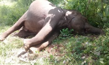 தம்பலகாமம் கல்மெட்டியாவ பகுதியில் இரு யானைகளின் உடலம் மீட்பு.