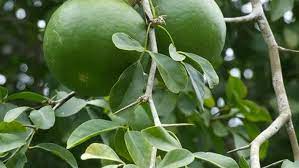 வில்வம் எதற்கெல்லாம் மருந்தாக பயன்படுகிறது தெரியுமா…!!