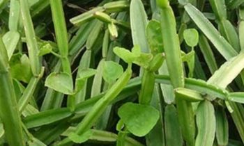 எளிதில் கிடைக்கும் பிரண்டையில் உள்ள மருத்துவ பயன்கள்….!!