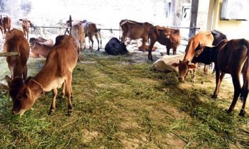 இறைச்சிக் கூடங்களுக்கு அனுப்பப்படவிருந்த கால்நடைகள்.