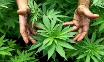 கஞ்சாவை சட்டரீதியாக ஏற்றுமதி செய்வதால் இலங்கையின் கடனை அடைக்க முடியாது.