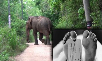 காட்டுயானை தாக்கி இருவர் பலி.