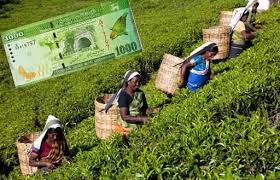 பெருந்தோட்ட தொழிலாளர்களுக்கான ஆயிரம் ரூபாய் வேதனத்தை வழங்குவது தொடர்பில் வெளியான தகவல்கள்.