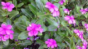 எளிதாக கிடைக்கக் கூடிய நித்திய கல்யாணியின் அற்புத மருத்துவ குணங்கள்….!!