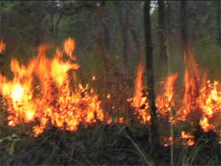 3000 கோழிகள் தீயில் எரிந்து நாசம்.