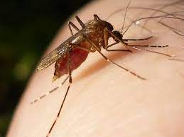 மூன்று வருடங்களின் பின்னர் மீண்டும் இலங்கையில் மலேரியா.