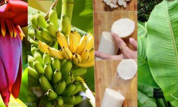 வாழை மருத்துவத்தின் குறிப்புகள்..!!