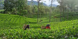 பெருந்தோட்ட அமைச்சரினால் வெளியிடப்பட்ட அதிவிசேட வர்த்தமானி.