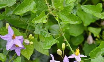 இழந்த சக்தியை மீண்டும் கிடைக்க செய்யும் தூதுவளை !!