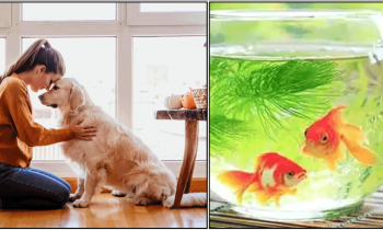 உங்களுக்கு வரக்கூடிய ஆபத்துகளை தவிர்த்து வீட்டிற்கு அதிர்ஷ்டத்தை கொண்டு வருகின்ற உயிரினம்…!!