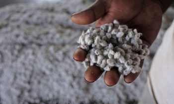 பாவம் தீர்க்கும் பருத்திக்கொட்டை…!!