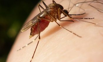 யாழ்ப்பாணம் உள்ளிட்ட நான்கு மாவட்டங்களுக்கு விடுக்கப்பட்ட அவசர எச்சரிக்கை.