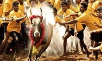 ஜல்லிக்கட்டு போட்டிக்கு அனுமதி வழங்கிய தமிழக அரசு.