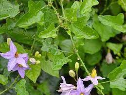 தூதுவளையின் மருத்துவம் ..!!