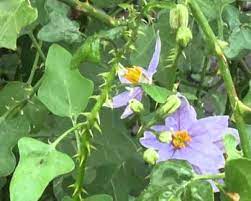 தூதுவளையின் மருத்துவம் ..!!