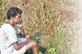 பெரும் ஏமாற்றத்தில் விவசாயிகள்.