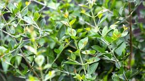 உங்கள் வீட்டில் இடம் இல்லை என்றாலும் சிறு தொட்டியிலாவது இந்த ஒரு செடியை மட்டும் தவறாமல் வளர்த்து வாருங்கள்.